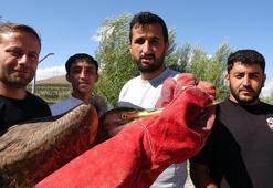 2 bin 300 rakımdaki gölet yakınında bulunan yaralı balıkçıl tedaviye alındı