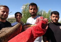 2 bin 300 rakımdaki gölet yakınında bulunan yaralı balıkçıl tedaviye alındı