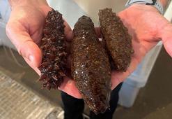 'Deniz patlıcanı körfezdeki kirliliği azaltacak en etkili canlı'