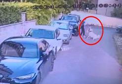 Ataşehir'de tasmasız kangal köpeğin saldırdığı köpek öldü; sahibi kalp krizi geçirdi