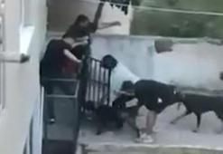 Maltepe'de, doberman cinsi köpeğin gence saldırdığı anlar kamerada
