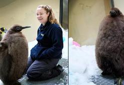 Avustralya’da 22 kiloluk kral penguen yavrusu ‘Pesto’ sosyal medyada ilgi odağı oldu