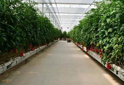 Jeotermal serada klor ve çamaşır suyu karışımıyla temizlik yapıldı; 28 işçi hastanelik oldu