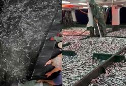 Çanakkale'de gırgır teknesiyle 30 ton 'sardalya' avladılar