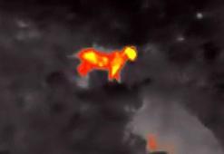 Anadolu parsından heyecanlandıran görüntü