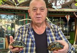 Müşterileri bakamadı, 18 kaplumbağayı sahiplendi; işletmesinde besliyor