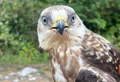 Yorgun düşen kızıl şahin, rehabilitasyon sürecinin ardından doğaya salındı