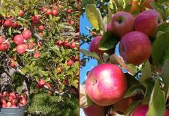 Türkiye'nin misket elması üretiminin yüzde 70'inin yapıldığı Niğde'de hasat dönemi