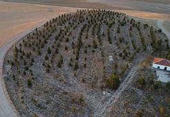 Bozkırı, ormana çevirdi