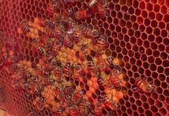 Nesli tehlike altındaki 'arı' için yapay zekalı koruma