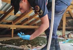 Uyuşturucular çekyat, buzdolabı ve çatı arasından çıktı; 5 gözaltı