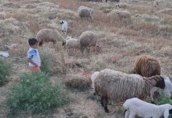 Kadirli’de küçükbaş ve büyükbaşlara 'mavi dil' karantinası