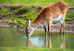 Yaban hayata can suyu