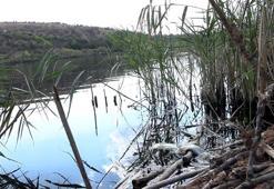 Eymir Gölü'nde balık ölümlerine inceleme