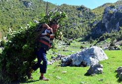 Dağlardan toplanan defneler ABD ve Avrupa’ya ihraç ediliyor