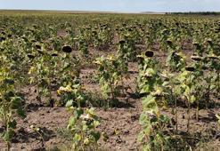 Prof. Dr. Kaya: Ayçiçeği ekimini erkene çekmeli, çiftçi ezberin dışına çıkmalı