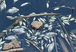 Gediz Nehri'nde balık ölümleri