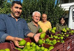 Limonun ihracat yolculuğu başladı