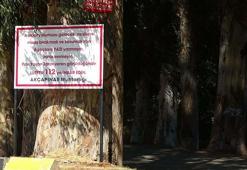 'Aşıklar Yolu'ndaki okaliptüs ağaçlarına tabelalı önlem