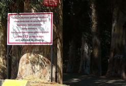 'Aşıklar Yolu'ndaki okaliptuslara tabelalı koruma