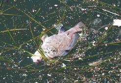 Prof. Dr. Yaşar: İzmir Körfezi için çözüm çok basit; fabrika arıtmaları çalıştırılmalı