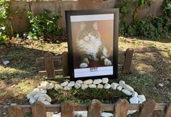 CHP'nin kedisi 'Şero' öldü