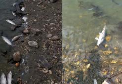 'Gölcük Gölü'ndeki balık ölümlerinde tek bir neden etkili değil'