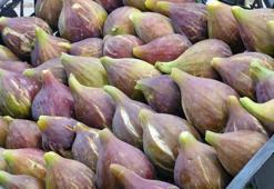 Samsun mor patlıcan incir üretiminde birinci sırada