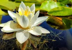 Nilüfer çiçeğinin bir günlük yolculuğu kamerada