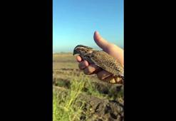 Bıldırcın sesi çıkaran cihazlarla yakalanan 17 bıldırcın doğaya salındı