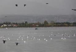 İzmit Körfezi’nde yüzlerce kuş, güzel görüntüler oluşturdu
