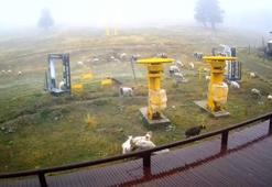 Mevsimin ilk kar yağışının beklendiği Uludağ’da, pistler koyunlara kaldı