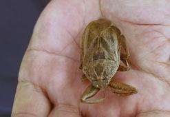 Tatlı sularda rastlanan 'parmak kopartan böcek', ilk kez deniz kıyısında görüldü