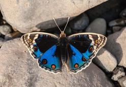 UNESCO Listesi'ndeki 8 bin yıllık Hevsel Bahçeleri kelebeklerle renklendi