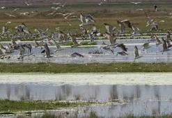 Yağmur sularıyla Erzurum Ovası'nda 30 'kuş cenneti' oluştu