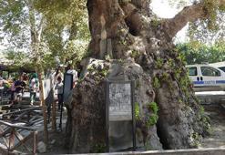 Depremde hasar görmeyen 3 bin 600 yıllık Musa Ağacı'na ziyaretçi akını