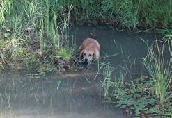 Kanalda balçığa sağlanan köpeği, itfaiye ve veteriner kurtardı
