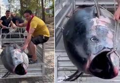 Erdek’te 207 kiloluk orkinos yakalandı