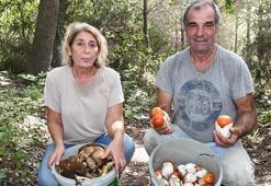 Istranca Ormanları'nda mantar bereketi; Avrupa ülkelerine ihraç ediliyor