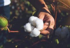 Dünya Pamuk Günü'nde Avrupa Birliği'nden tescilli Söke pamuğunun başarısını kutlanacak