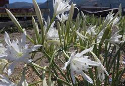 Samandağ’da sahili kum zambakları süslüyor; koparana 387 bin TL ceza