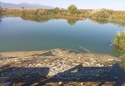 Balık ölümlerinin yaşandığı Karasu Çayı'nda inceleme