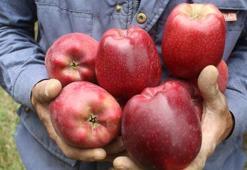 Yeşilhisar elması 30'dan fazla ülkeye ihraç ediliyor