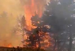 Sivas'taki orman yangını kontrol altında