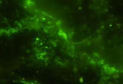 Dünyanın en eski mikropları bulundu