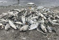 Bilim insanlarından 'İzmir Körfezi' raporu: Ortamda atık su girdisinin olduğu anlaşıldı