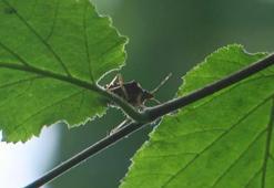 Kışlaklara çekilen 'kahverengi kokarca'ya ilaçlı mücadele