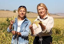 Kız kardeşler işlerini bırakıp 176 dönümlük alanda çeltik üretiyor