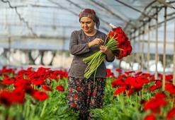 Süs bitkileri ihracatının yüzde 45,6'sı Antalya'dan