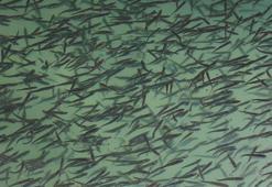 Van Gölü kıyıları yavru balıklarla doldu